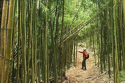 夏威夷,瓦胡岛,远足者,竹林,小路,高处