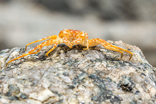 死,螃蟹,石头,泰国