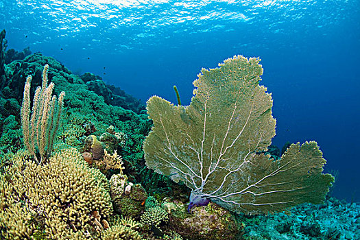加勒比,水下,世界,软,珊瑚,海洋,笔,普通,荷兰,安的列斯群岛