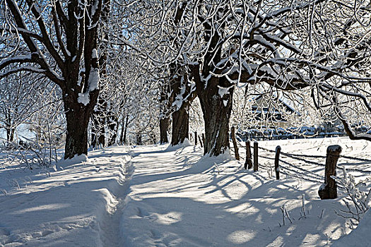小路,雪中,冬天,景色,靠近,上巴伐利亚,德国,欧洲