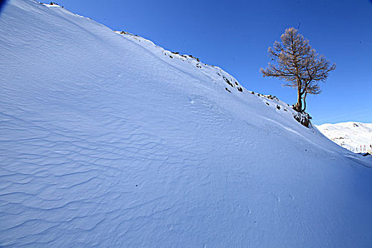 东天山雪韵