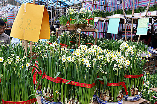 春节,花市,铜锣湾,香港