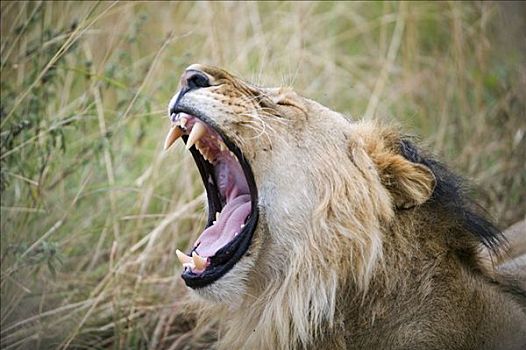 肯尼亚,马赛马拉国家保护区,雄性,狮子,室外,马赛马拉