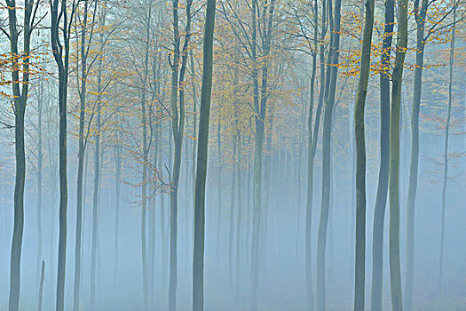 秋日树林,雾,施佩萨特,巴伐利亚,德国