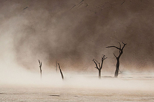 枯木,死亡谷,纳米比诺克陆夫国家公园