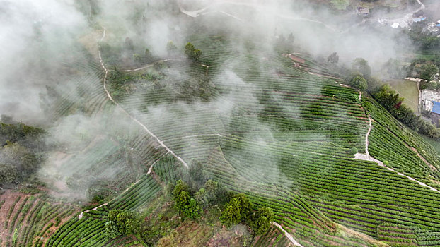 重庆酉阳,秋雾润茶园,来年茶更香