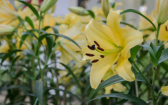 黄色,百合,花,花园