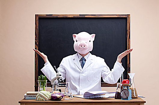 猪,头部,正面,黑板