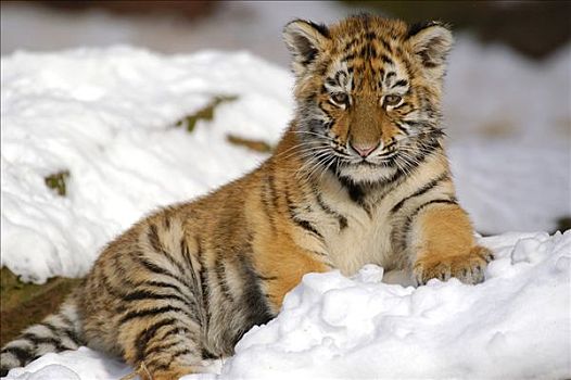 西伯利亚,虎,东北虎,年轻,一个,雪中