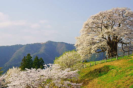 树,樱花,冈山,日本