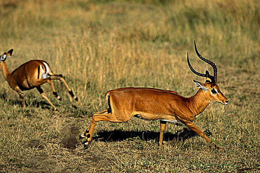 黑斑羚,雄性,跑,肯尼亚