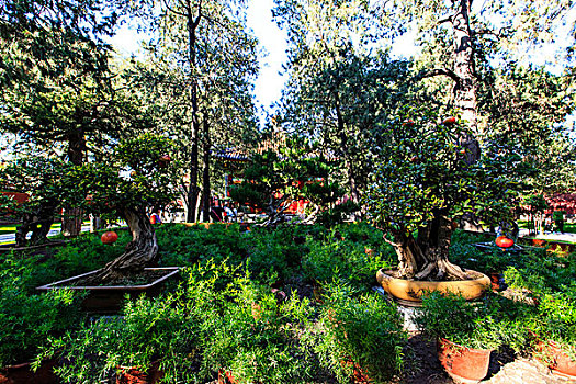 慈宁宫花园