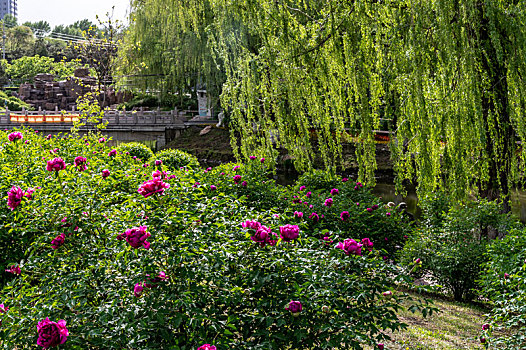 中国长春牡丹园景观
