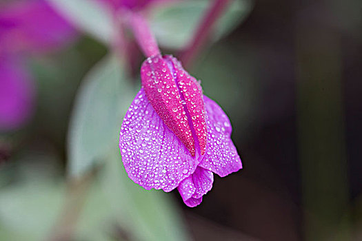 粉色,野花,雨,阿拉斯加,美国