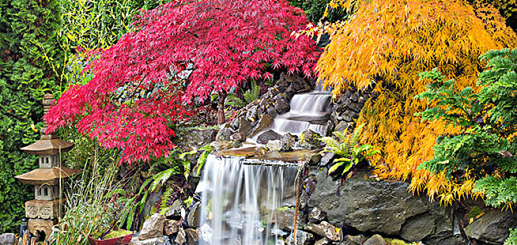 瀑布,彩色,枫树,秋天