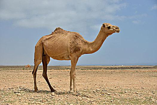 单峰骆驼,靠近,佐法尔,区域,阿曼,亚洲
