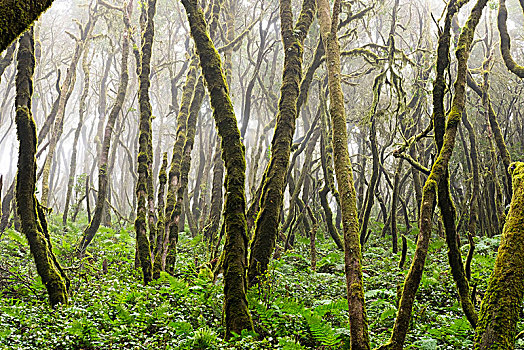 雾气,树林,加拉霍艾国家公园,加纳利群岛,西班牙