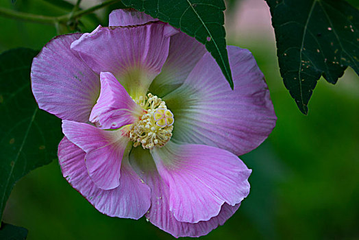 芙蓉花,木芙蓉,木莲