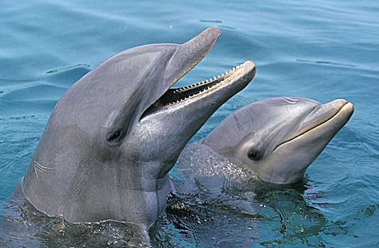 宽吻海豚,头部,水面