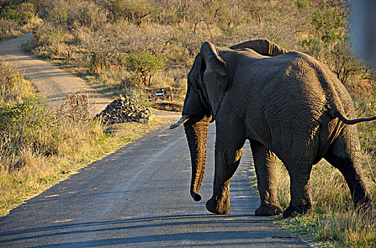 非洲,南非,纳塔耳,公象
