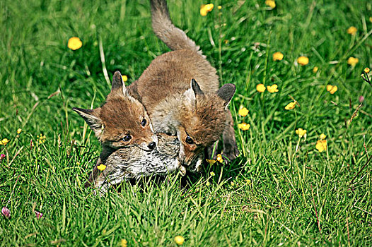 红狐,狐属,幼兽,猎捕,欧洲兔,诺曼底