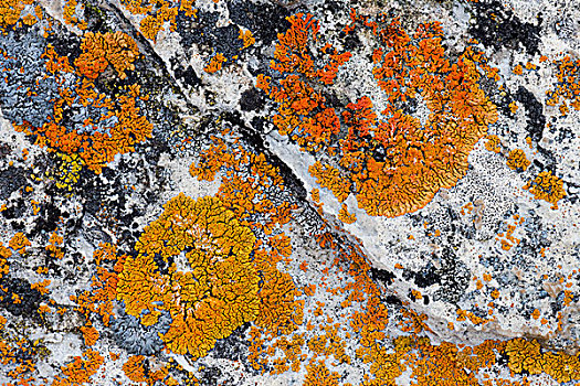苔藓,岩石上,峡湾,斯匹次卑尔根岛,斯瓦尔巴特群岛,岛屿,挪威,欧洲