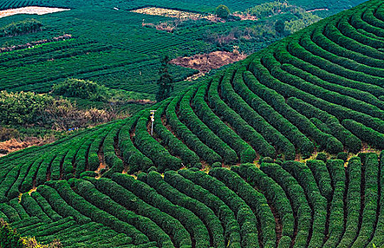 龙坞茶山