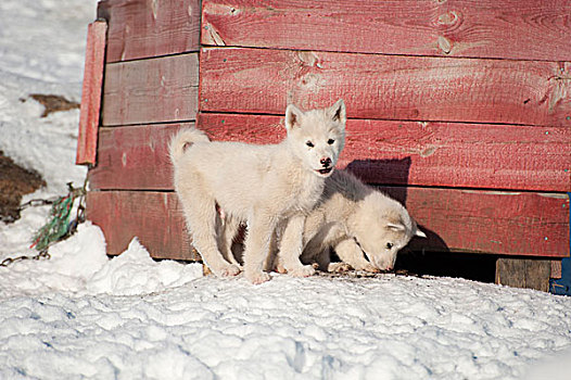 雪橇,狗,小狗,格陵兰