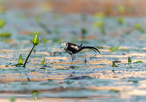行走及觅食于芡实田沼等淡水湖沼泽湿地中浮叶植物上的水雉鸟
