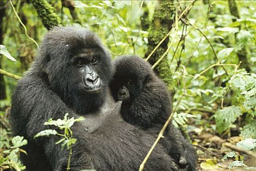 山地大猩猩,大猩猩,母亲,哺乳,幼仔,中非