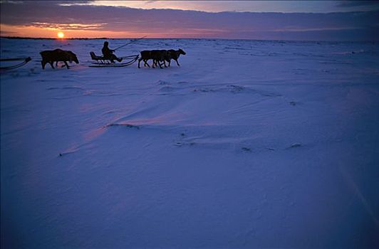 驯鹿,牧民,骑,雪撬,俄罗斯