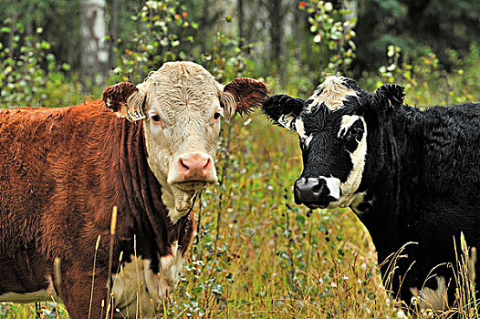 两个,年轻,驯服,牛肉,母牛,野生,草场,乡村,不列颠哥伦比亚省,加拿大