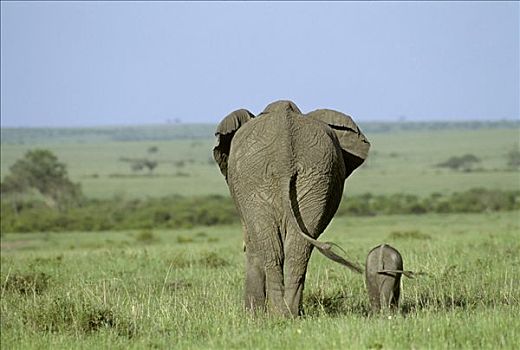 大象,非洲象,后视图,马赛马拉国家保护区,肯尼亚,非洲