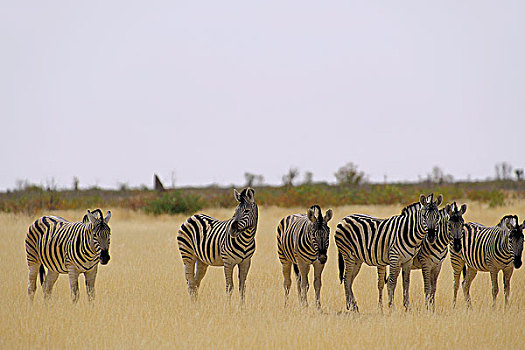 非洲,南非,纳米比亚,省,北方,国家公园,斑马,草原斑马