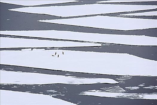 阿德利企鹅,浮冰,南极