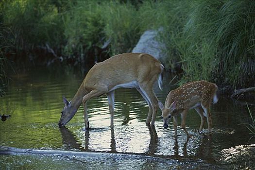 白尾鹿,母鹿,喝,鹿,河