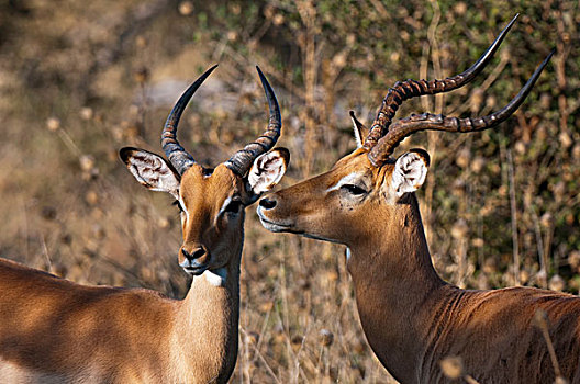 两个,黑斑羚,博茨瓦纳