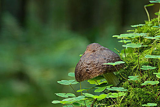 鹿,蘑菇,腐烂,树桩,酢浆草,苔藓,针叶林