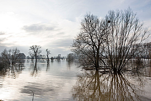 洪水,莱茵河,北莱茵威斯特伐利亚,德国,欧洲