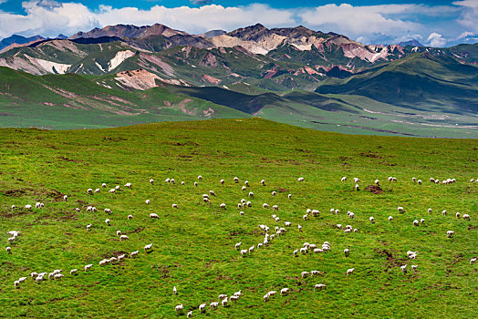 青海省祁连山草原上的羊群夏季风光