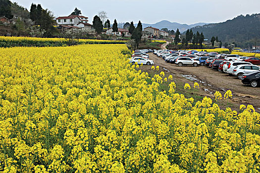 油菜花田