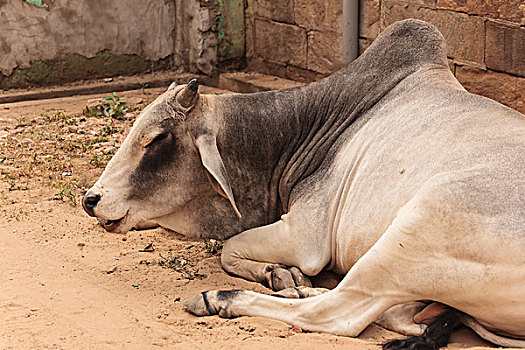 印度,拉贾斯坦邦,牛,休息,街道