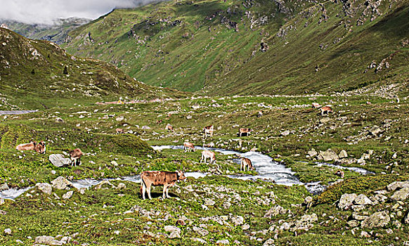 牧群,母牛,放牧,高山,山谷,瑞士