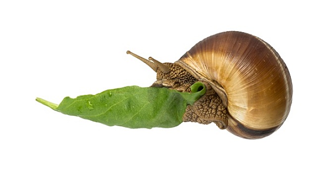 蜗牛,绿叶