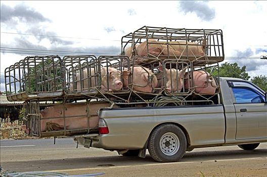 运输,猪,泰国