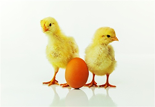 两个,诞生,鸡,蛋
