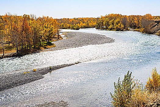 河,河床,白桦林,秋色,水,溪流