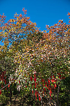 北京香山公园吉祥树红叶