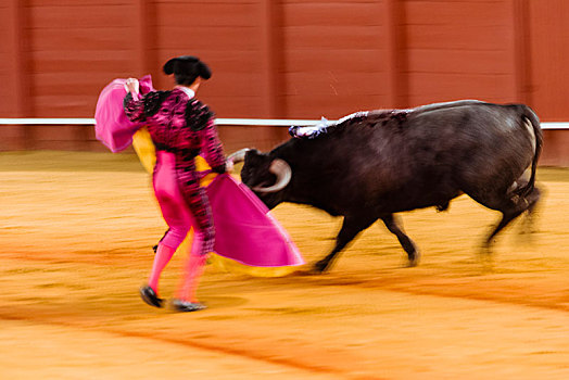 比赛,公牛,斗牛士,传统服装,斗牛,斗牛场,广场,塞维利亚,安达卢西亚,西班牙,欧洲