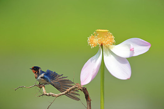 荷花,燕子